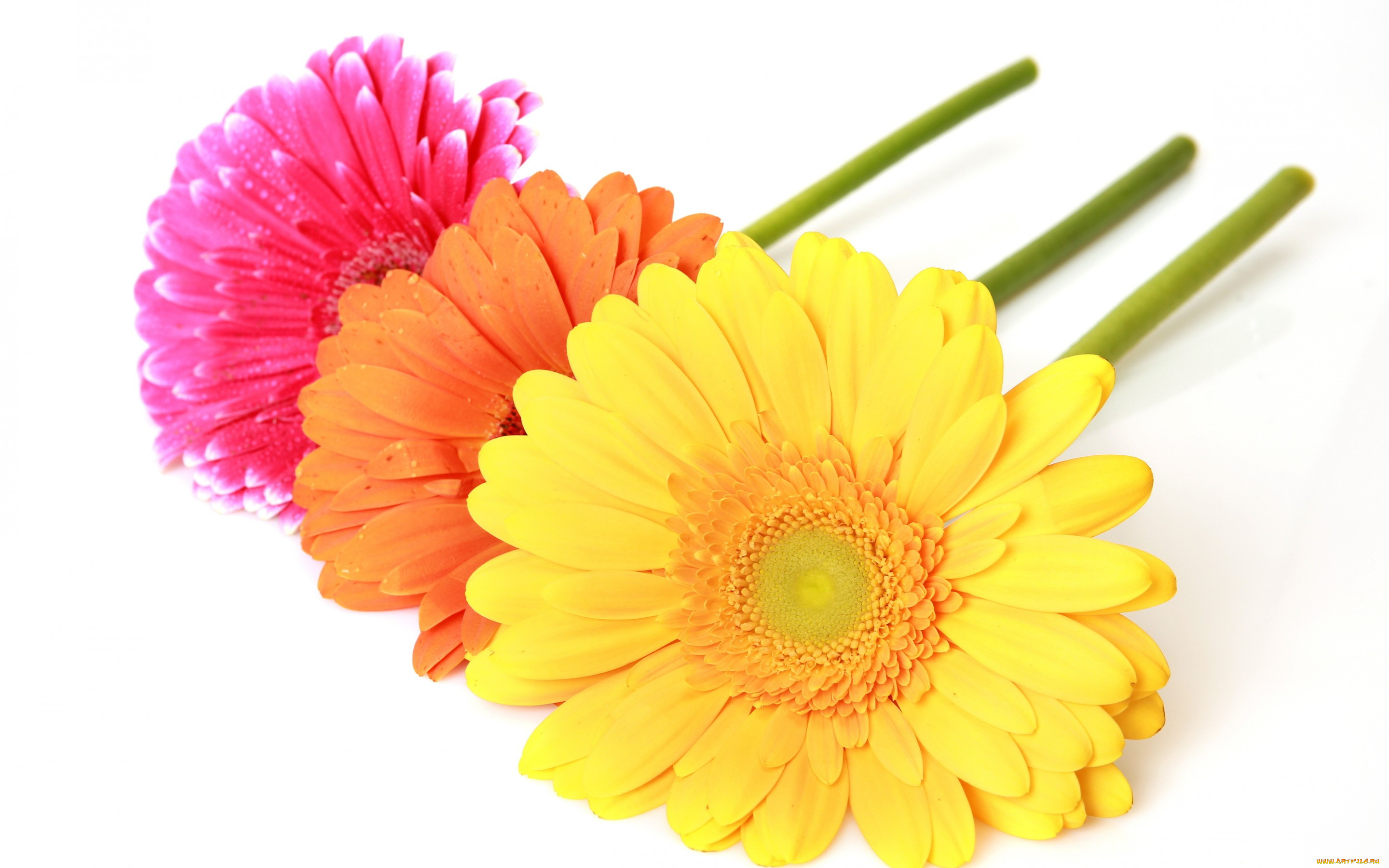, , , , colorful, gerbera
